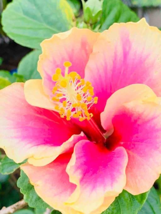 North Shore Garden Studio Haleiwa Ngoại thất bức ảnh